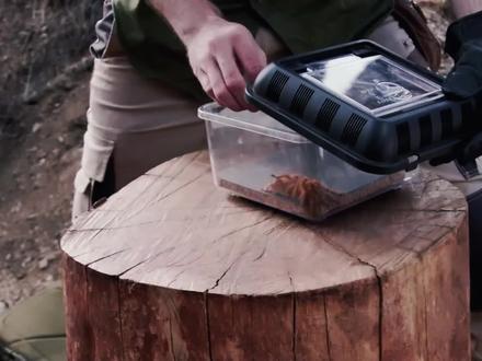 像拳头一样大的蜘蛛,一口下去能毒死只鸡,被咬一口会怎样 #野生动物 #狼蛛 #痛苦之王 #橙色狒狒狼蛛