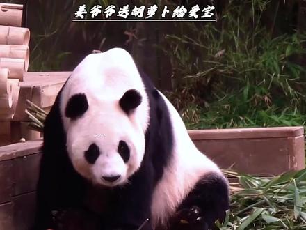 #来这吸熊猫 当新入坑的粉丝看到爱宝与姜爷爷的互动,或许就能明白宝家姨姨们为何都说爱宝越来越懂事了。#爱宝 #爱宝三胎#国宝大熊猫