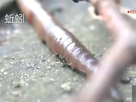雨后蚯蚓爬到地面的原因? #蚯蚓