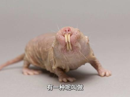 裸鼹鼠:真正的社会性动物!! #生物学 #鼹鼠 #老鼠 #动物科普 #社会学
