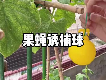 家里有蚊子,苍蝇,小飞虫的,可以入手这个#果蝇诱捕球 ,物理除虫健康又放心,放几个小粘球就能轻松解决你的烦恼#除虫小妙招 #粘虫器