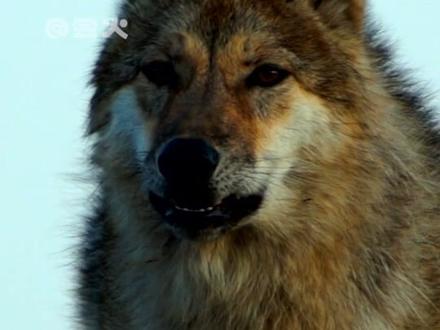 他爱李微漪,因为这是他的妈妈,但他必须远离李微漪,因为她是人类#重返狼群 #格林 #李微漪 #纪录片#催泪