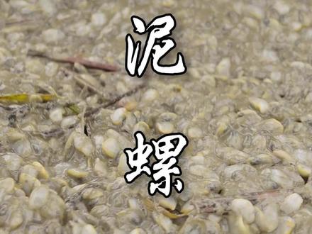 想不到吧,嘿嘿,我们大宁波还有这样的滩涂,这种赶海的感觉太爽了。释放身心,就是有点晒噢~~#宁波美食 #泥螺 #赶海生活 #葱油泥螺 #我的生活日记