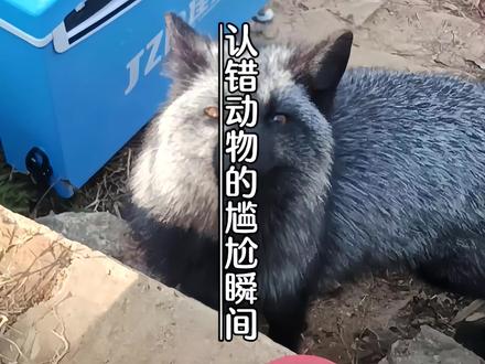 盘点近视眼认错动物的尴尬瞬间,五米雾里看花,十米人畜不分 #近视眼的世界 #动物无语时刻 #识货种草官 #迷惑行为