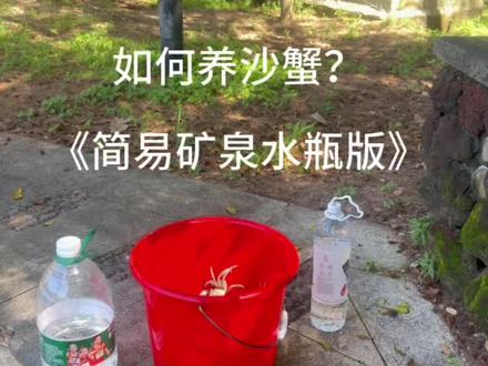 如何养一只沙蟹当宠物
天天看蟹老板在洞里数钱
#蟹老板 #海绵宝宝 #怎么养螃蟹