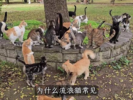 为什么流浪猫常见,而流浪狗却不常见?#科普 #猫 #狗