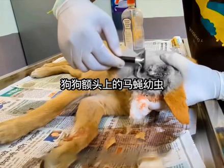 #动物是人类的朋友 #创作者中心 #创作灵感 天呀 狗狗额头上的脓包里出现马蝇幼虫#狗狗 #宠物知识