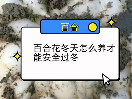 百合花冬天怎么养才能安全过冬