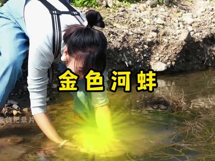 河里不仅有金色河蚌,河蚌里还开出了金色宝钻 #三农 #河蚌