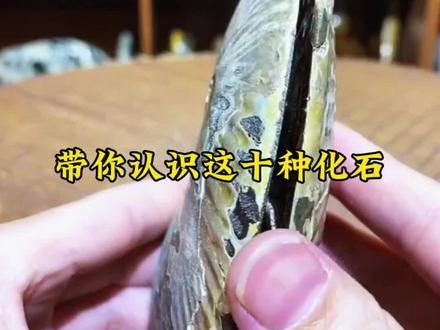 带你认识这十种化石#化石标本 #冷知识科普