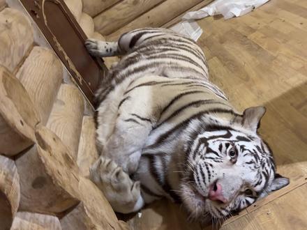 猪咪引擎启动 #宫百万#白虎 #猫咪高智商才艺大赏 #这小猫怎么乱七八糟的 #这个情况可以用半扇猫来形容