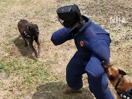 军犬扑咬训练。今天的鸡腿都加给谁呢?