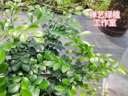 九里香养护方法,开花技巧 #养花 #养花小知识