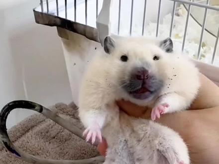 仓鼠的花样死法超乎你的想象#仓鼠日常 #金丝熊#仓鼠 #仓鼠