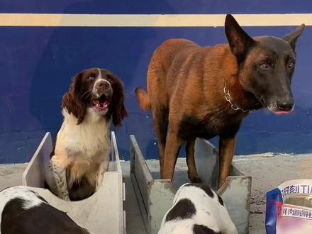 两只小警汪回警队了,姐妹俩也有了自己的名字:“十一”、“金子”。金子性格比较弱,注定不能像巴顿一样逆袭,被领养是它最好的归宿…… #史宾格 #警犬#萌宠 #萌宠出道计划 #萌宠日常记录