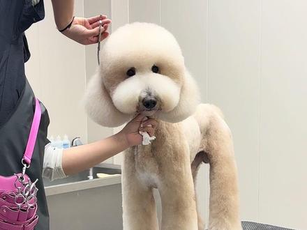 当我去宠物店偷偷看正在美容的卷毛黄#巨贵#巨贵美容#狗狗的心思都写在脸上了 #它真的好像个小宝宝