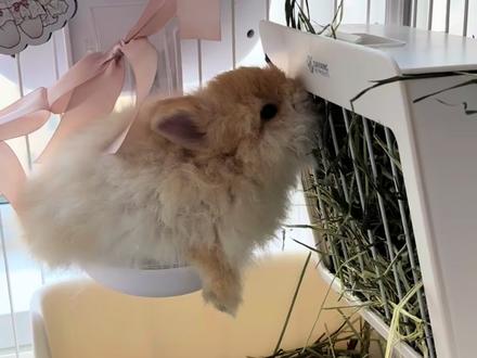 幼兔定点教程#侏儒兔#新手养兔