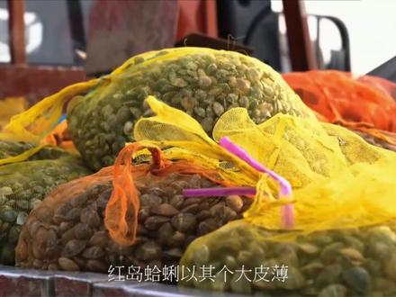 青岛-蛤蜊鸡,有吃过的小伙伴吗? #青岛美食 #民间传统美食#抖音美食推荐官#地方特色美食#抖音美食创作者