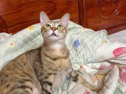 帮我看看我的小猫能打多少分(玻璃心版)
#猫咪 #猫咪的迷惑行为 #记录真实生活 #记录猫咪日常