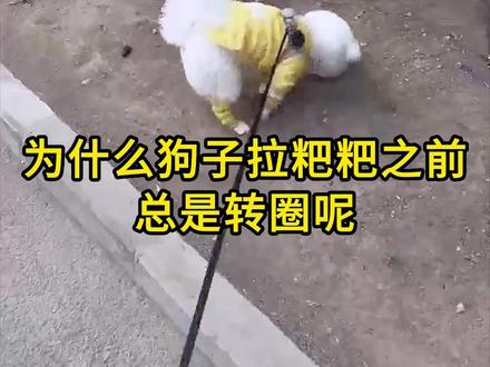 为什么狗子拉粑粑之前总是转圈呢?你家狗子转几圈?#狗狗转圈圈 #养狗小妙招 #宠物知识 #萌宠