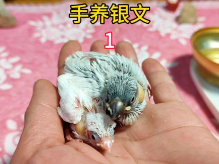网购两只小鸟,收到快递已经冻得奄奄一息了,不知道能不能救活? #手养文鸟 #手养鸟 #文鸟