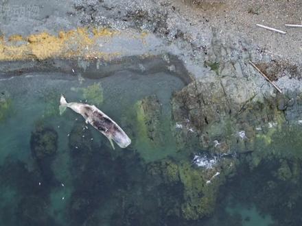 北极熊正在啃食一头快要爆炸的鲸鱼,他们是会被炸飞,还是会成功的吃到鲸鱼肉#纪录片充电计划动物篇 #神奇动物在抖音 #野生动物零距离