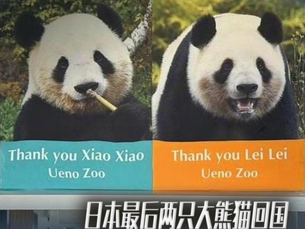 欢迎回家! 大熊猫“晓晓”和“蕾蕾”今日将从日本返回中国。#日本最后2只大熊猫今天回国