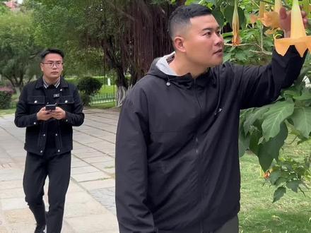看到这种花,千万不要摸它#全能导游 #曼陀罗花 #剧毒 #科普