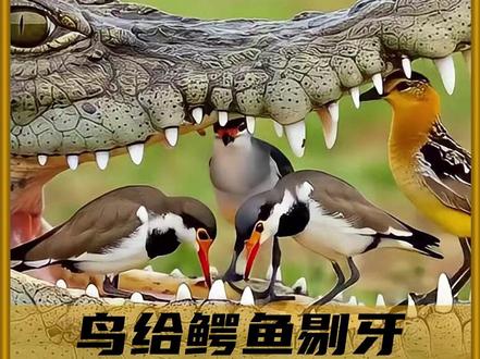 为什么鳄鱼不咬这些鸟! #内容启发搜索 #科普