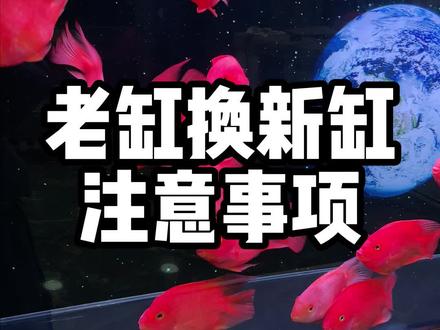老缸换新缸需要注意点什么?四点一定要留意,最后一点最重要,记得收藏哦。#鱼缸 #养鱼日记 #水族