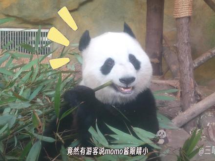 大眼桃浜竟然被游客说眼睛小,桃子立刻睁大眼睛否认小眼说法,竹子富翁momo酱,直接以竹当被。#大熊猫 #大熊猫桃浜 #来这吸熊猫 #不止我一个想rua大熊猫