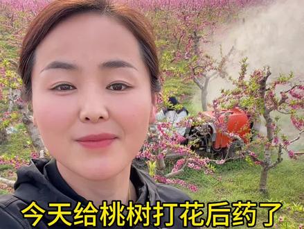 桃树花后药 200亩果园80后两口管理11年,很喜欢现在这种状态#分享农业植保技术知识传播正能量#分享果树种植管理技术