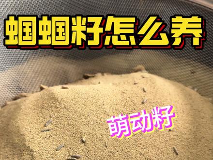 蝈蝈籽怎么养?#鸣虫文化 #蝈蝈