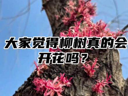 花很常见,柳树开花?你见过吗?#人见多了想看看树 #柳树开花 #春天 #本地人的视角