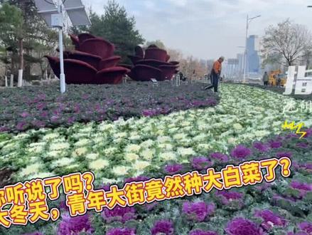 沈阳街边绿化带惊现大白菜?
专家:不!那是羽衣甘蓝!
它和大白菜是一家 但不能吃(记者 王江 宁玲 顾婷婷)#沈阳街边绿化带惊现大白菜