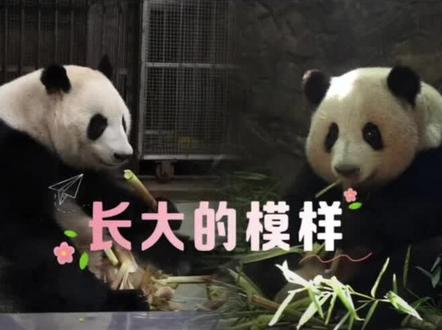 5.18这次是真的分开了……和花,和叶已六岁了,由于成年大熊猫领地意识强烈,近期出现了频繁的打架现象。大熊猫基地经过慎重考虑,不得不将和花、和叶两姐妹分开了,从室友变邻居。相信它们应该还是会互相看见对方的。唯愿这两只可爱的宝贝往后余生,不管是一只登高望远,还是两只比邻同行,都能吃饱笋、晒足太阳,熊生顺遂。一切都是最好的安排。#世界上不能没有大熊猫 #来这吸熊猫 #大熊猫和花和叶 #大熊猫和花 #大熊猫和叶
