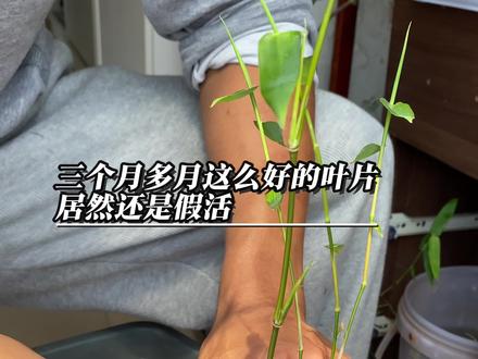 居然会是这种结局…
#小叶簕竹