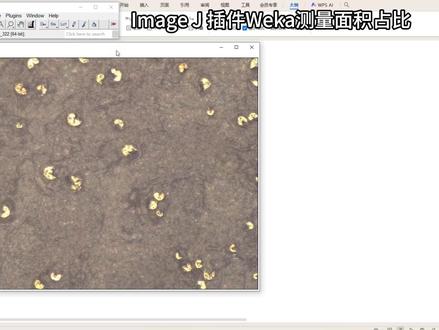 Image J插件WEKA,训练模型,测量面积占比