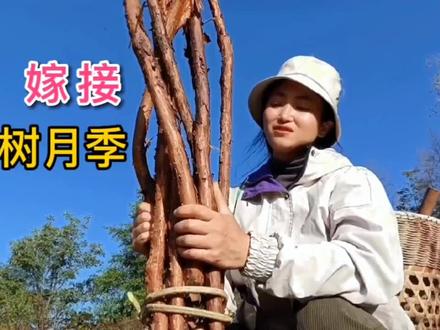这可不是柴火,花钱买不到的月季砧木,嫁接树月季和棒棒糖月季#山货 #我的农村生活 #农村生活 #新农人计划2022 #月季嫁接养护 #棒棒糖月季树 #月季嫁接