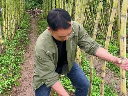 快来邻水牟家镇砍甘蔗啦~#牟家镇#手撕甘蔗#甘蔗熟了#农产品