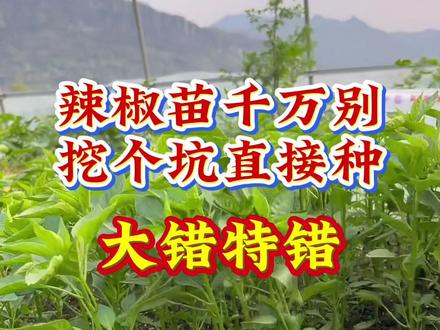 辣椒苗,千万别挖个坑,直接种!大错特错! #辣椒种植 #辣椒管理 #辣椒种植技术 #辣椒种植施肥技术 #辣椒