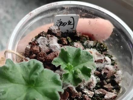 天竺葵满月黑腐了,切掉剩下来的枝条赶紧扦插,后续来了,满月经过25天生根了!满月小苗满血复活!#天竺葵 #扦插 #花卉绿植