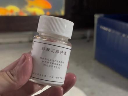 麻醉药到了,重新处理锦鲤烂身的问题,就一个小小的问题,阿米卡星用量大多没太大问题吧🥹#新手养鱼 #锦鲤 #观赏鱼 #锦鲤打针 #锦鲤鱼池