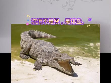 第84集|鳄鱼简笔画,画出四种鳄鱼超简单! #简笔画教程 #儿童爱看的小视频 #一起学画画 #真实生活分享计划