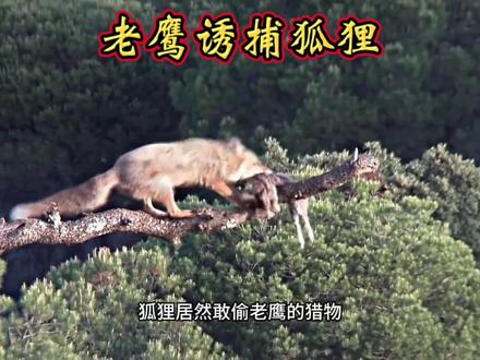 狡猾的狐狸偷老鹰的猎物被抓! #纪录片#老鹰