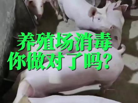 养殖场消毒你做对了吗?#过硫酸氢钾 #养猪场 #养猪人 #每天分享养殖小知识 #猪场