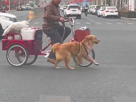 2026年1月1日,最严养犬新规有多严 #如何文明养犬 #遛狗 #犬界网