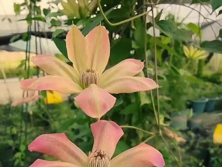 同株多变粉,夏茜才是铁线莲颜值黑马#铁线莲#夏茜#热门#黄姐园艺#基地