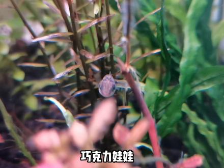 清理杂螺专用鱼#水族 #观赏鱼 #水草缸 #雷龙鱼 #原生缸 #巧克力娃娃