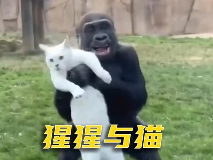 猩猩和猫居然成了家人?看完他们的故事,我相信了跨越物种的爱 #猩猩 #喵咪 #动物解说 #动物独白 #青年创作者扶持计划
